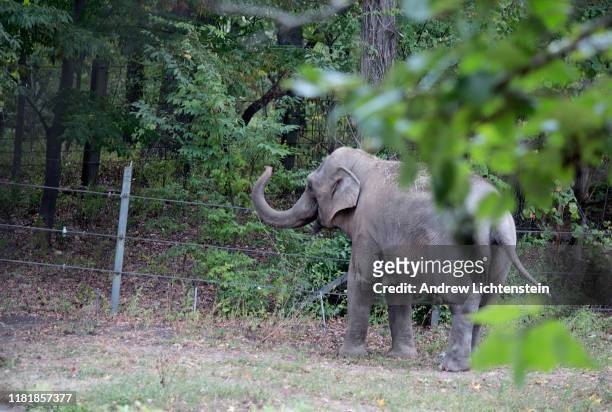 Patty, an Asian elephant kept in captivity at the Bronx Zoo stands in her enclosure alone after being separated from the zoo's other remaining...