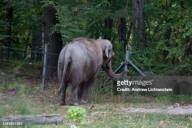 New York Patty, an Asian elephant kept in captivity at the Bronx Zoo stands in her enclosure alone after being separated from the zoo's other...