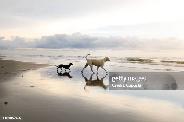 two dogs walking on the beach - dogs in sand stock pictures, royalty-free photos & images