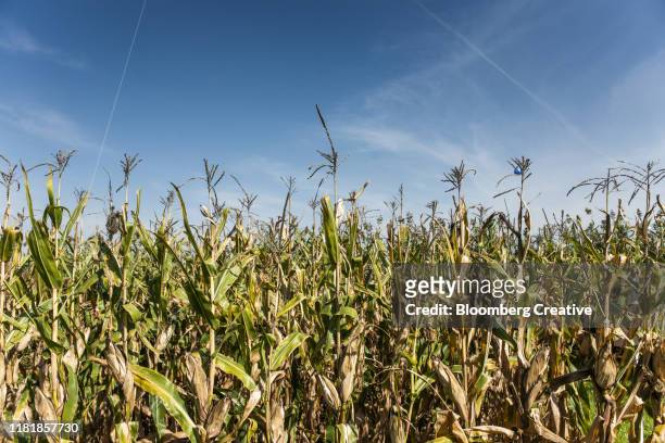 corn maize hybrids - corn maze stock pictures, royalty-free photos & images