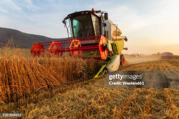 organic farming, wheat field, harvest, combine harvester in the evening - mähdrescher stock-fotos und bilder