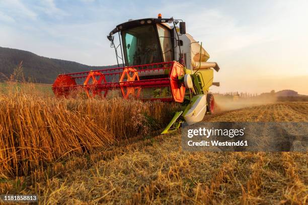organic farming, wheat field, harvest, combine harvester in the evening - combine harvester bildbanksfoton och bilder