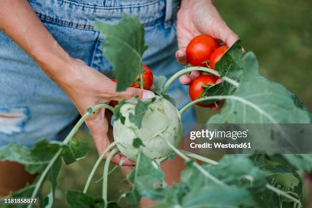 blond woman harvesting tomatoes and kohlrabi - kohlrabi stock pictures, royalty-free photos & images