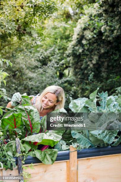 blond woman harvesting mangold from her raised bed in her own garden - chard stock pictures, royalty-free photos & images