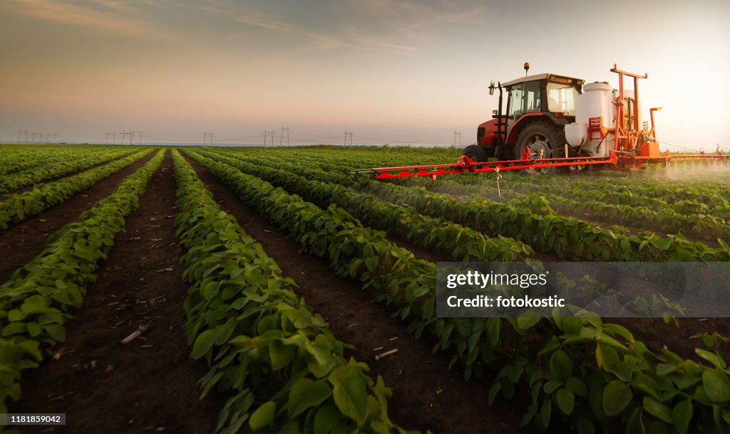Tractor spraying pesticides on soybean field with sprayer at spring