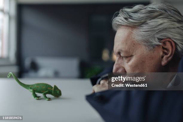 senior businessman looking at toy chameleon - camaleon stock-fotos und bilder