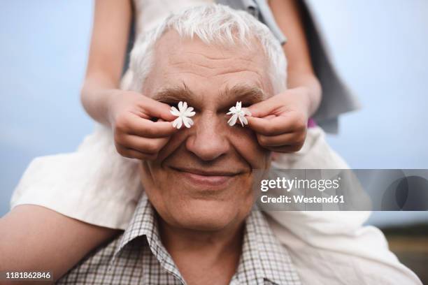 hands of little girl covering eyes of her grandfather with white blossoms - grandfather face stock pictures, royalty-free photos & images