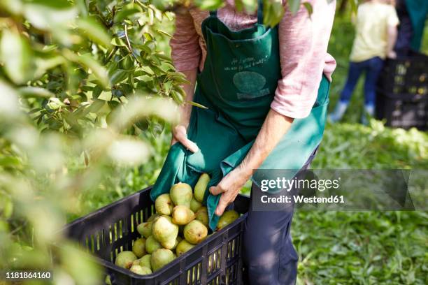 organic farmers harvesting williams pears - pears stock-fotos und bilder