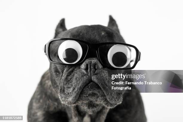 dog with glasses and bulging eyes - miope and humor fotografías e imágenes de stock