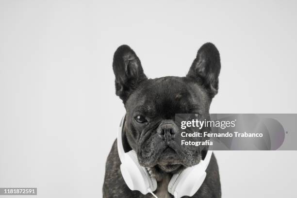 dog whith headphones - dog dj - fotografias e filmes do acervo