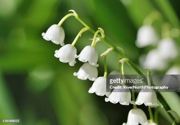 eine grüne pflanze mit kleinen lilien - maiglöckchen stock-fotos und bilder