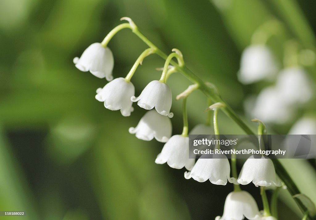 緑の植物に小さなリリー