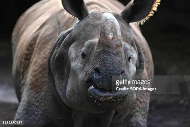 An adult male Indian rhinoceros seen in his enclosure at Madrid zoo. The Indian rhinoceros is listed as vulnerable on the IUCN Red List. Its single...
