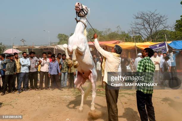 Horse rears up during a Cattle Fair near Saraswati river bank at Siddhpur, some 120 kms from Ahmedabad on November 12, 2019.