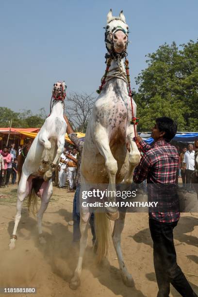 Horses rear up during a Cattle Fair near Saraswati river bank at Siddhpur, some 120 kms from Ahmedabad on November 12, 2019.