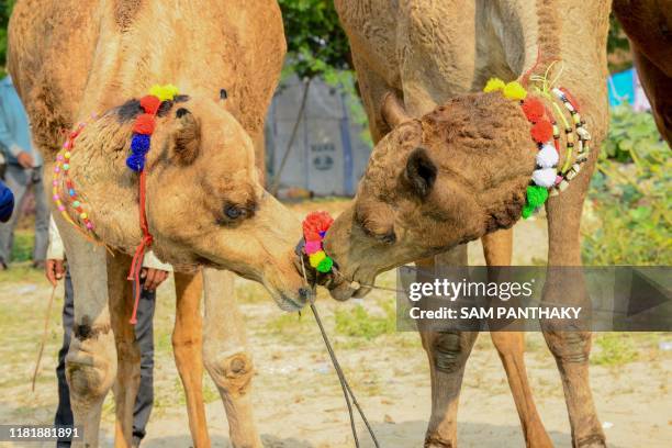 Two camels touch their noses as they participate in a Cattle Fair near Saraswati river bank at Siddhpur, some 120 kms from Ahmedabad on November 12,...