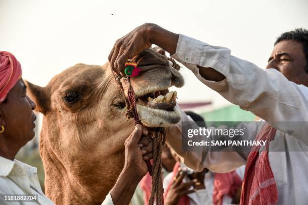 Camel is being examined by a prospective buyer during a Cattle Fair near Saraswati river bank at Siddhpur, some 120 kms from Ahmedabad on November...