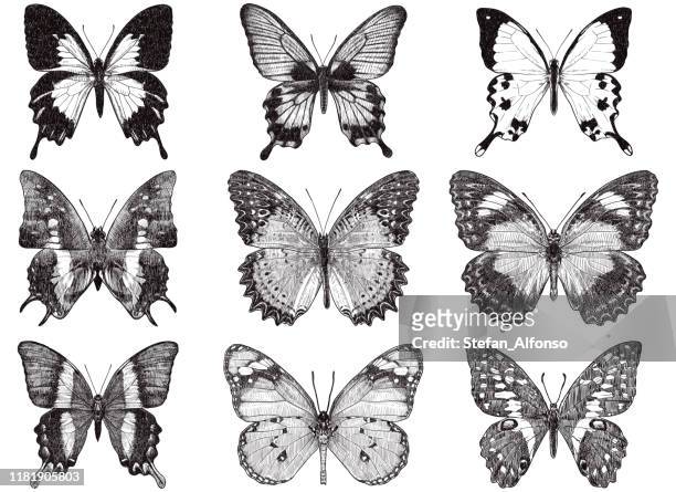 蝶のベクトル図面 - butterfly insect点のイラスト素材／クリップアート素材／マンガ素材／アイコン素材