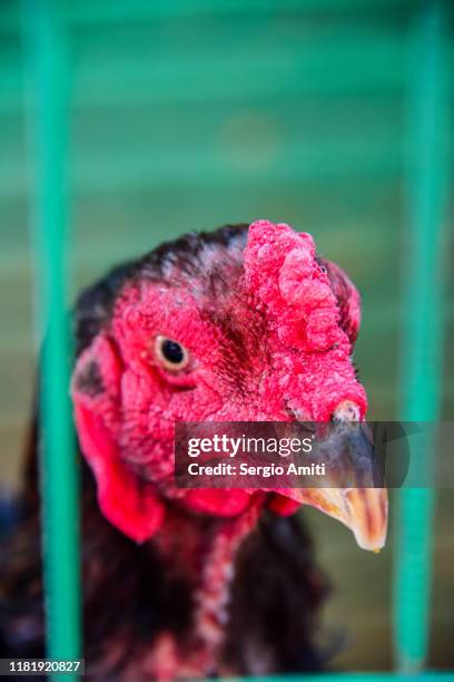 Dakan Rasmlari 15 Dakan Stock Photos, High-Res Pictures, and Images - Getty Images