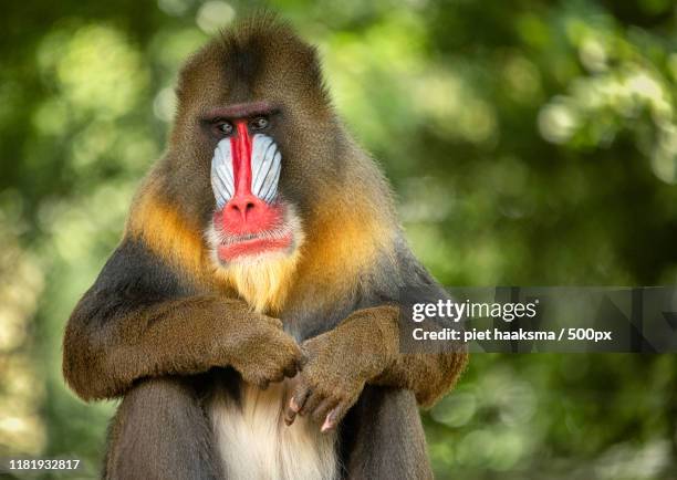 Mandrill Map 750 Mandrill Habitat Stock Photos, High-Res Pictures, and Images ...
