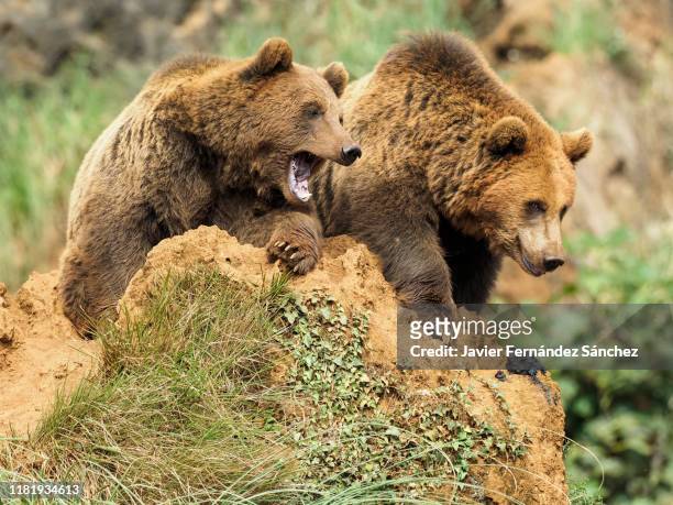 two brown bears together perched on a rock watching over their surroundings. ursus arctos. - cantabria stock-fotos und bilder
