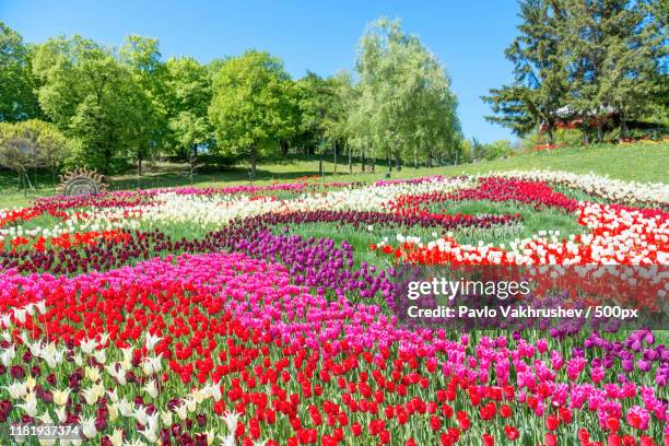 field of tulips in the park - keukenhof gardens stockfoto's en -beelden