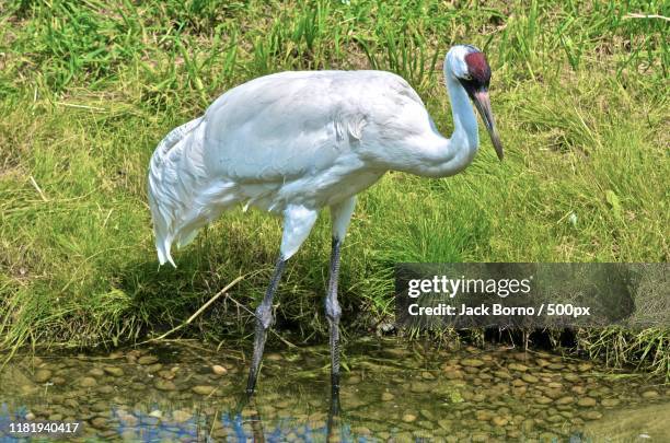 view of whooping crane - whooping crane stock pictures, royalty-free photos & images