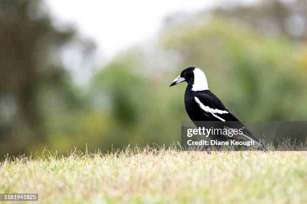 adult magpie standing on the grass. - ekster stockfoto's en -beelden