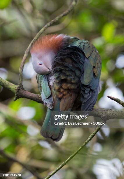 green imperial pigeon (ducula aenea) - pigeon ducula stock pictures, royalty-free photos & images
