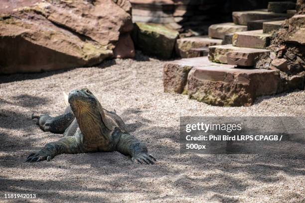 komodo dragon (varanus komodoensis) at the bioparc in fuengirola - fuengirola stockfoto's en -beelden