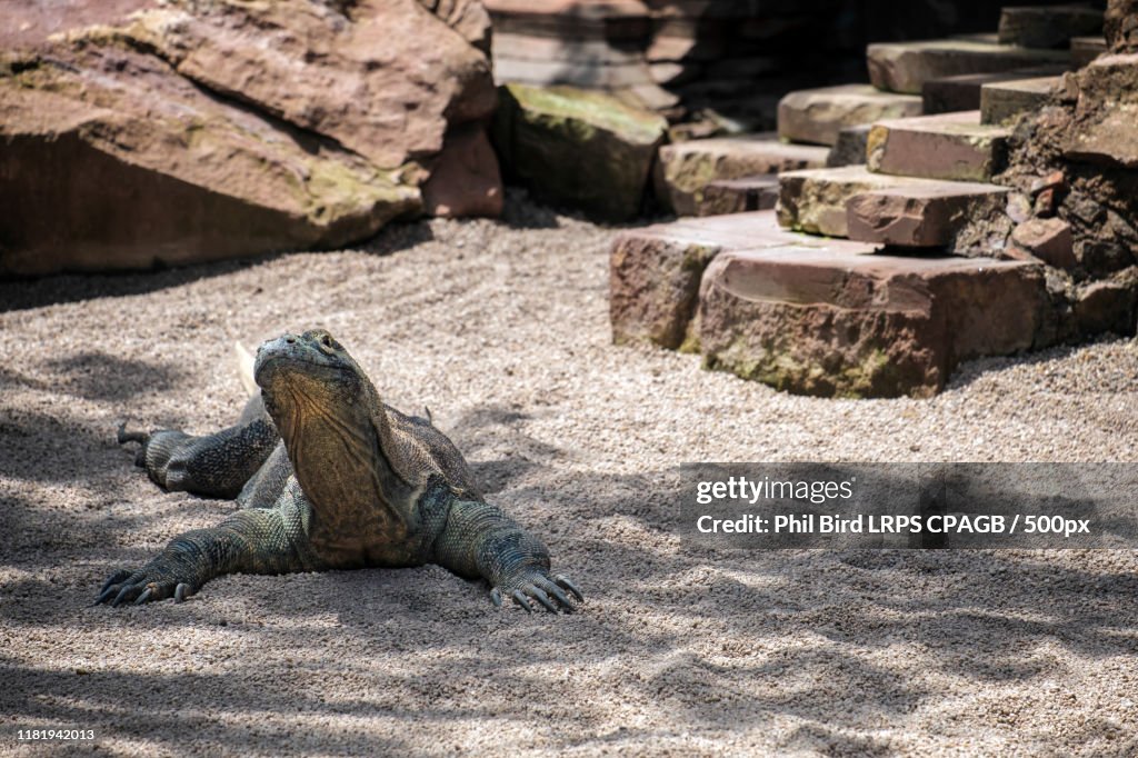Komodo Dragon (Varanus Komodoensis) At The Bioparc In Fuengirola