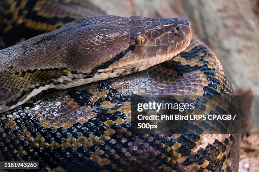 Reticulated Python High-Res Stock Photo - Getty Images
