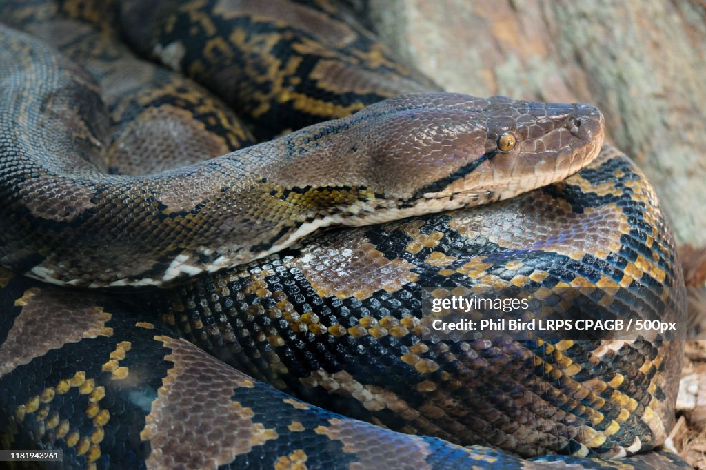 Reticulated Python