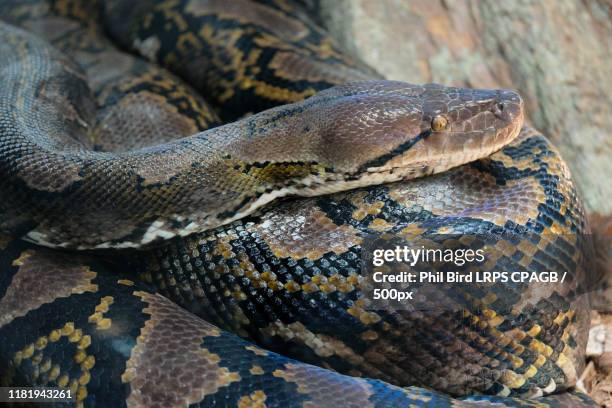 Python Vs Rattlesnake Pattern Rattlesnake Skin Pattern Photos and Premium High Res Pictures - Getty ...