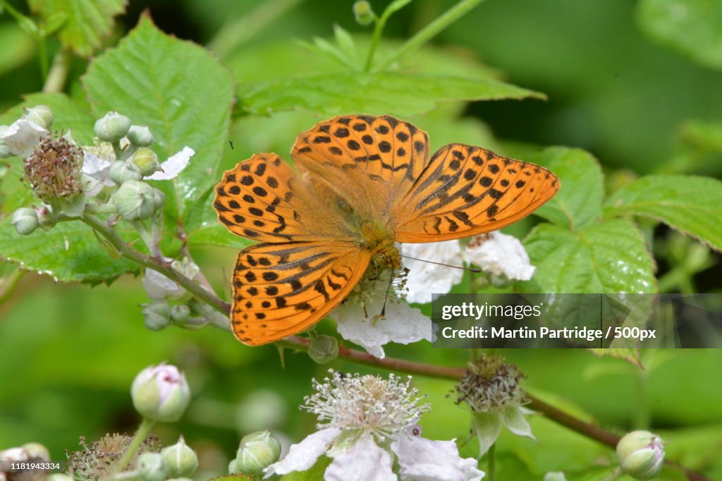 Close-up of butterfly on flower