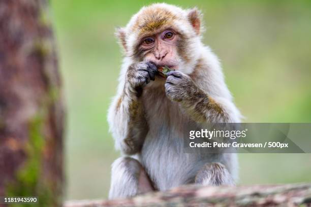 close-up of monkey - 猿類 ストックフォトと画像