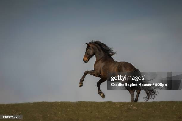 Horses Rearing Up 1,850 Horse Rearing Up Stock Photos, High-Res Pictures, and Images ...