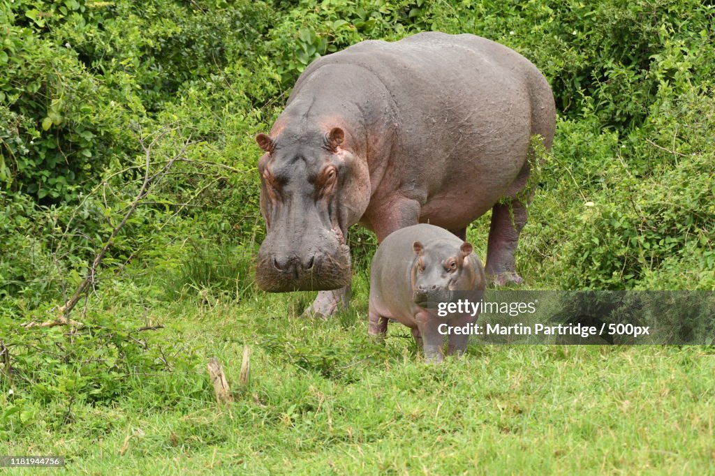 Hippopotamus mother and baby