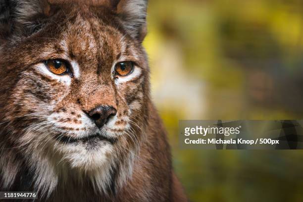 confident lynx head close up - lynx stock-fotos und bilder