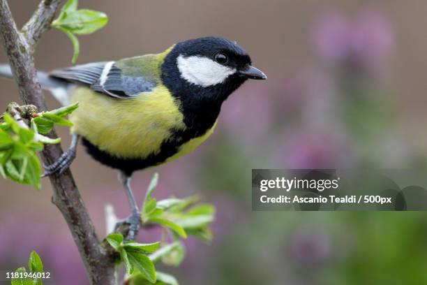 close-up of cinciallegra (parus major) on branch - cinciallegra stock pictures, royalty-free photos & images