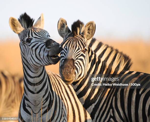 portrait of zebras - zebra stock pictures, royalty-free photos & images