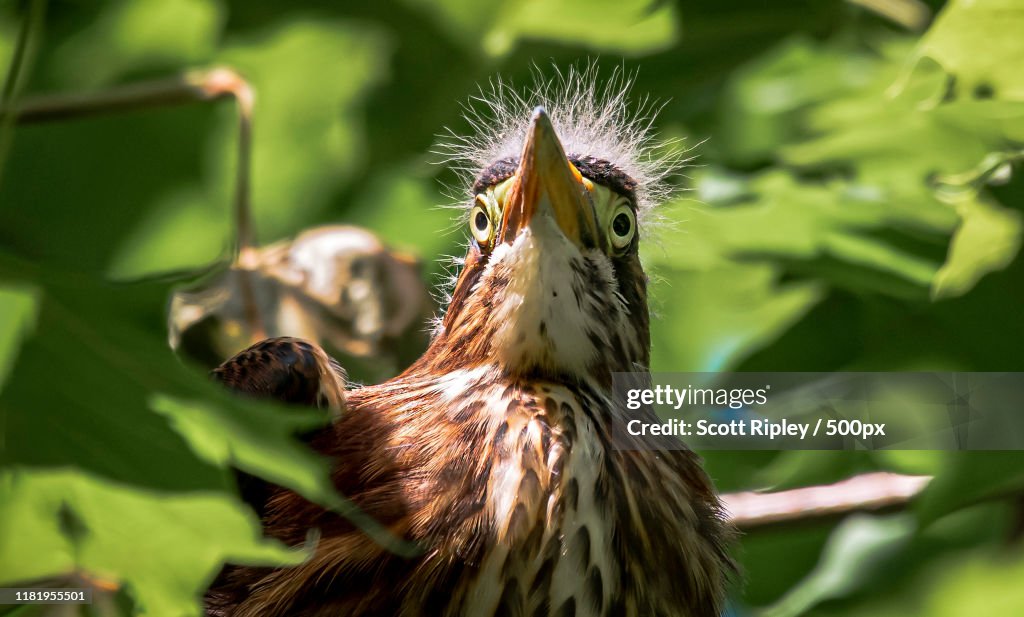 Portrait of green heron (Butorides virescens)
