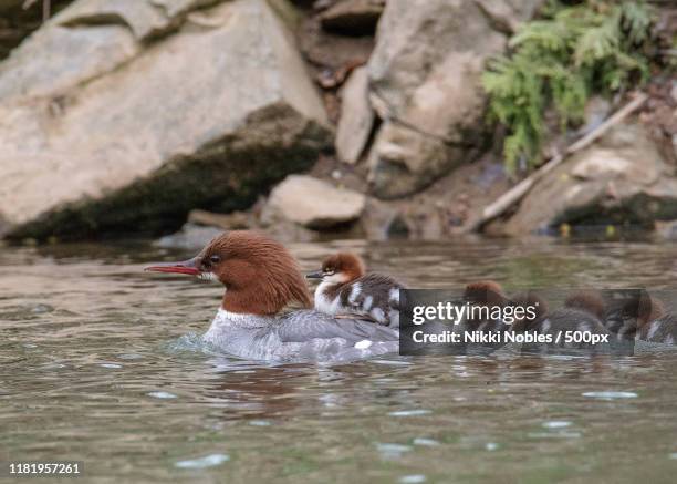 Common Mer 1,493 Common Merganser Stock Photos, High-Res Pictures, and Images ...
