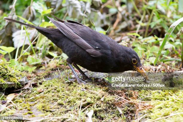 blackbird catching bugs - blackbird stock pictures, royalty-free photos & images