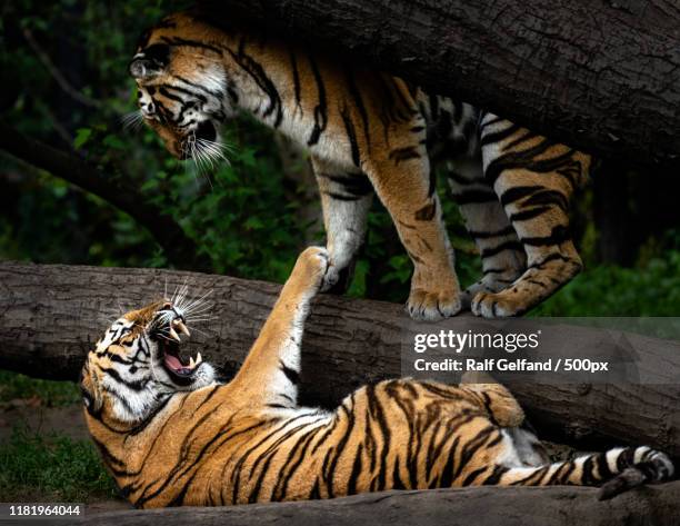 Two Tiger 93 Two Tigers Fighting Stock Photos, High-Res Pictures, and Images ...