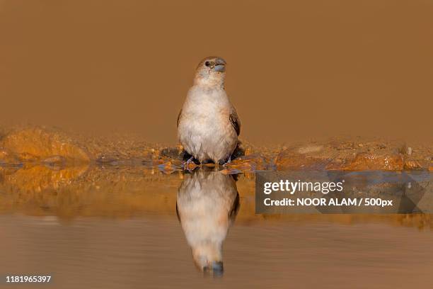 indian silverbill (euodice malabarica) in water - malabarica stock pictures, royalty-free photos & images
