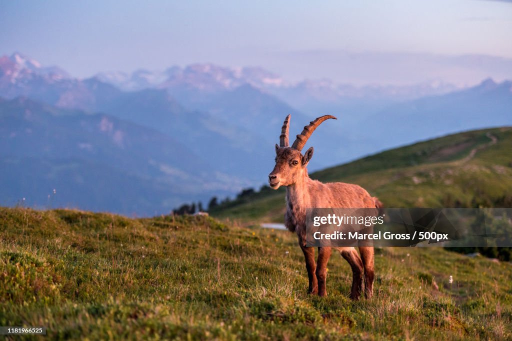 Close up of chamois in mountain landscape
