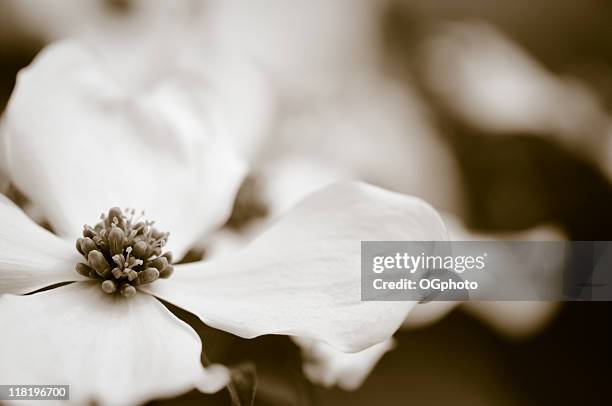 toned dogwood blossom - dogwood blossom stockfoto's en -beelden