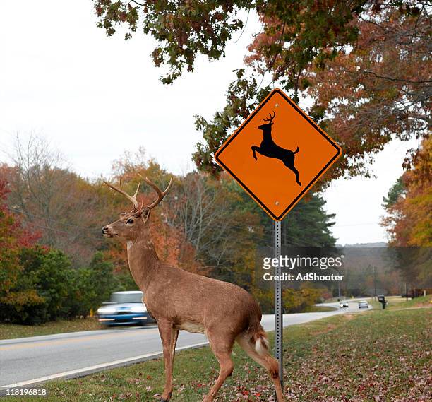 route de traversée de cerfs - animal crossing sign photos et images de collection