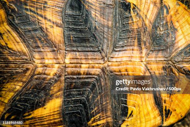 Turtle Shell Back Panel 3,162 Back Shell Stock Photos, High-Res Pictures, and Images - Getty Images